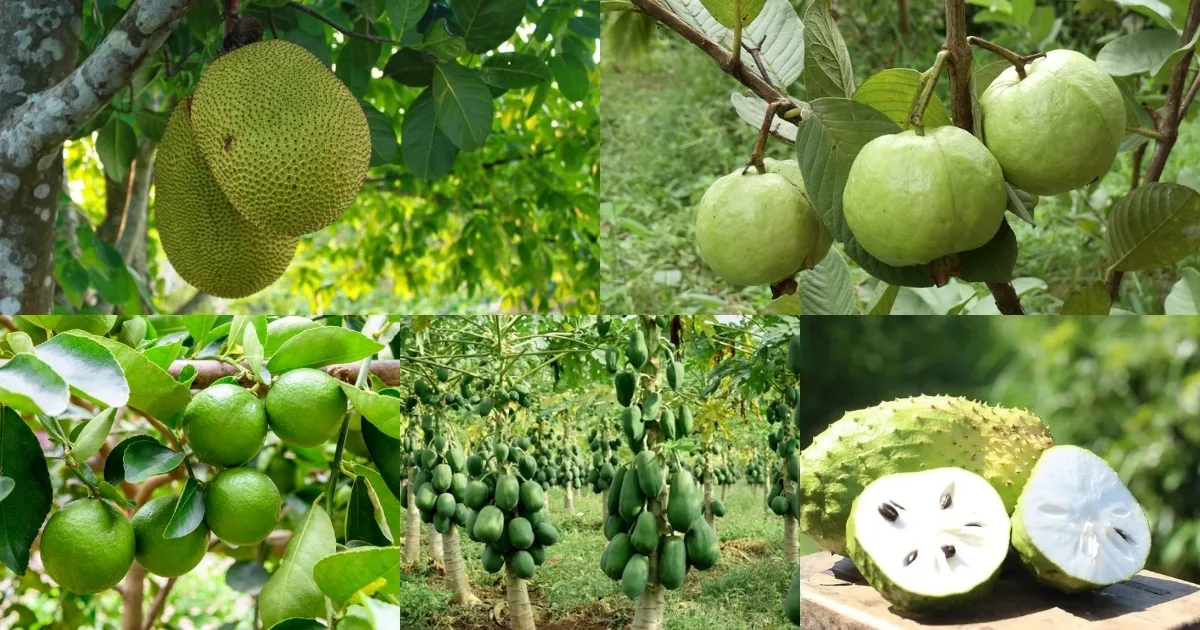 Top 5 loại cây ăn quả không cần chăm sóc nhiều