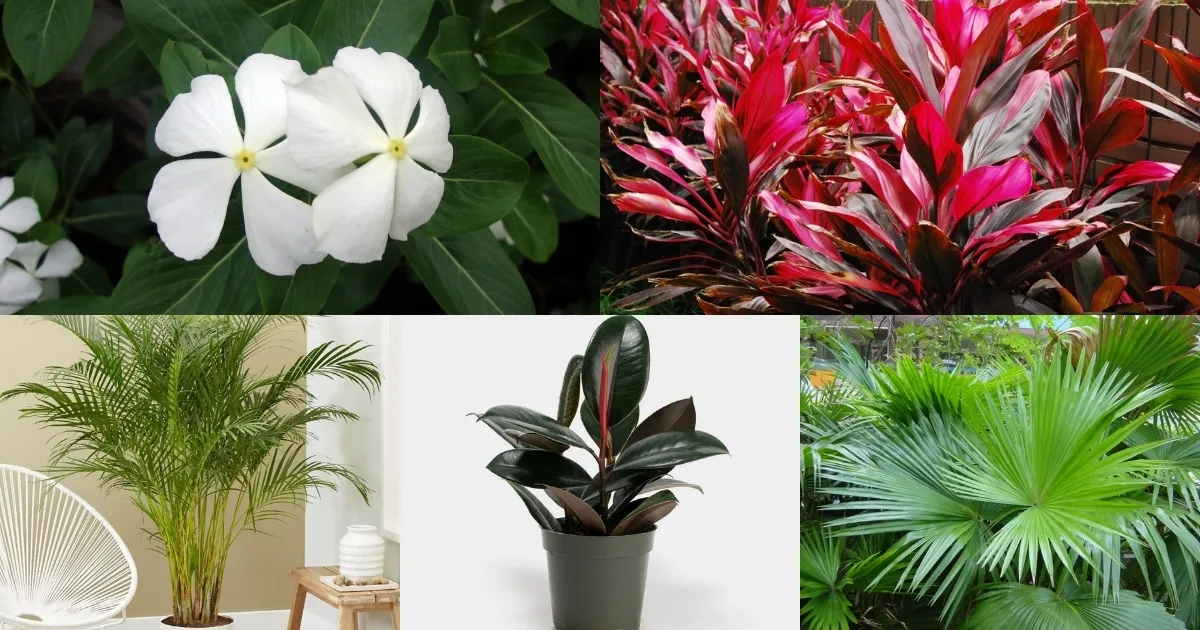 5 loại cây trồng ngoài trời cho người bận rộn