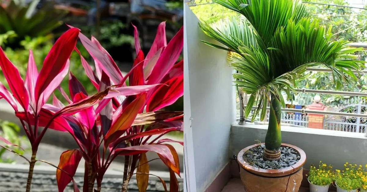Ban công có thể đặt cây chịu hạn tốt như huyết dụ hay cau cảnh
