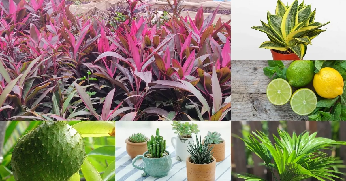 Trồng cây gì ít phải chăm sóc?