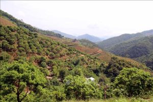 Trồng Cây Gì Mang Lại Kinh Tế Cao? Lộ Trình Làm Giàu Bền Vững Cho Nông Dân Việt