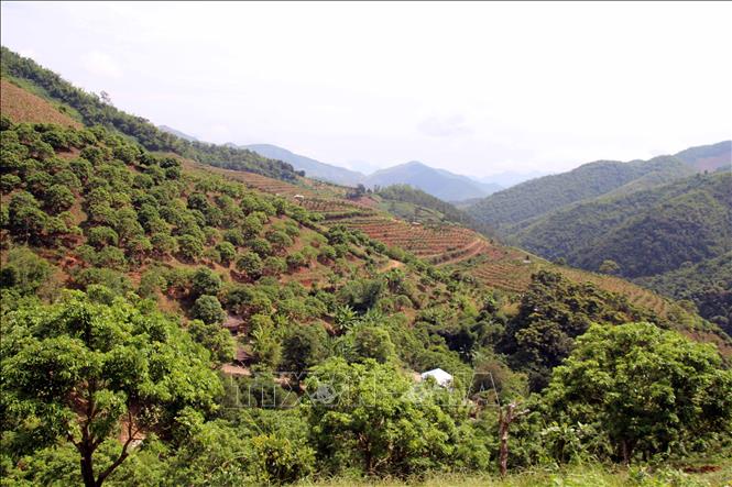 Trồng Cây Gì Mang Lại Kinh Tế Cao? Lộ Trình Làm Giàu Bền Vững Cho Nông Dân Việt