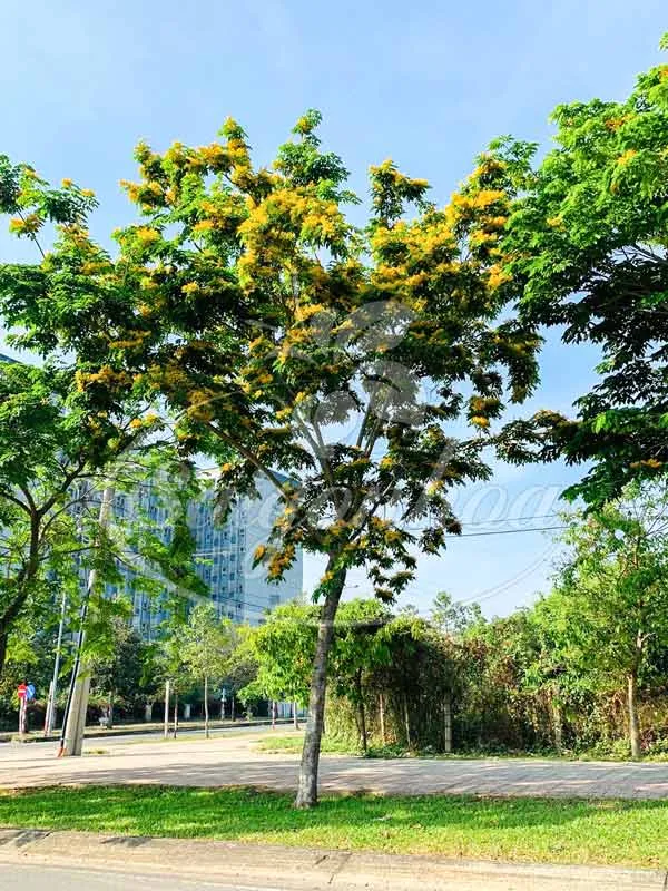 Cây Giáng Hương được trồng hàng loạt tạo bóng mát cho đường phố