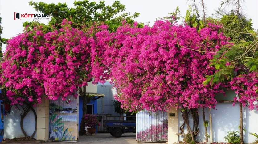 Cây hoa giấy tạo vẻ đẹp rực rỡ và bình an cho ngôi nhà