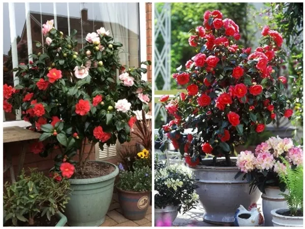 trồng cây hoa trà my trong chậu