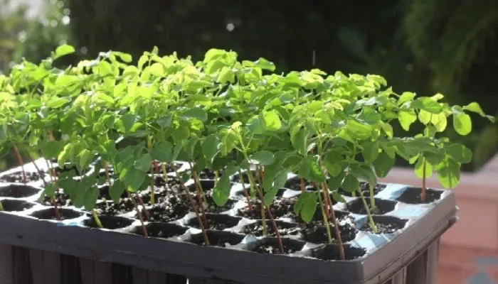 Trồng và cố định cây khế con trong chậu