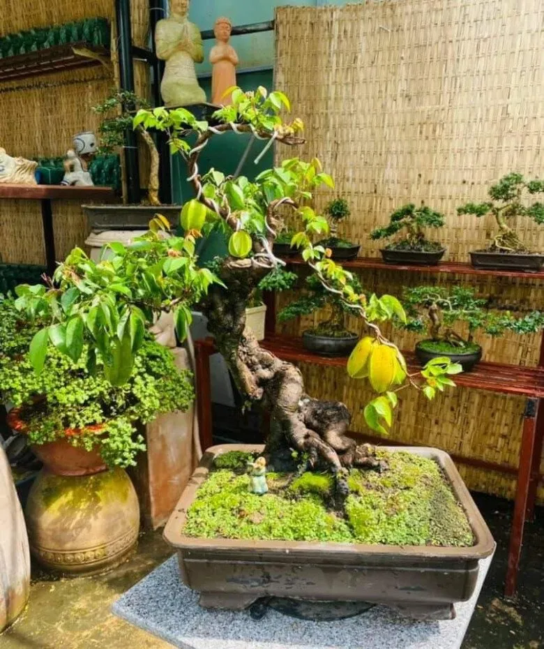 Cắt tỉa giúp dáng cây khế đẹp hơn và hạn chế sâu bệnh