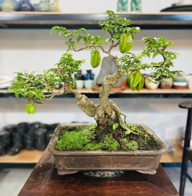 Trồng khế trong chậu vẫn có thể ra quả nếu chăm sóc đúng cách