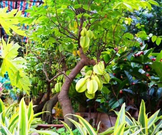 Hình ảnh cây khế sai trĩu quả tượng trưng cho sự sung túc
