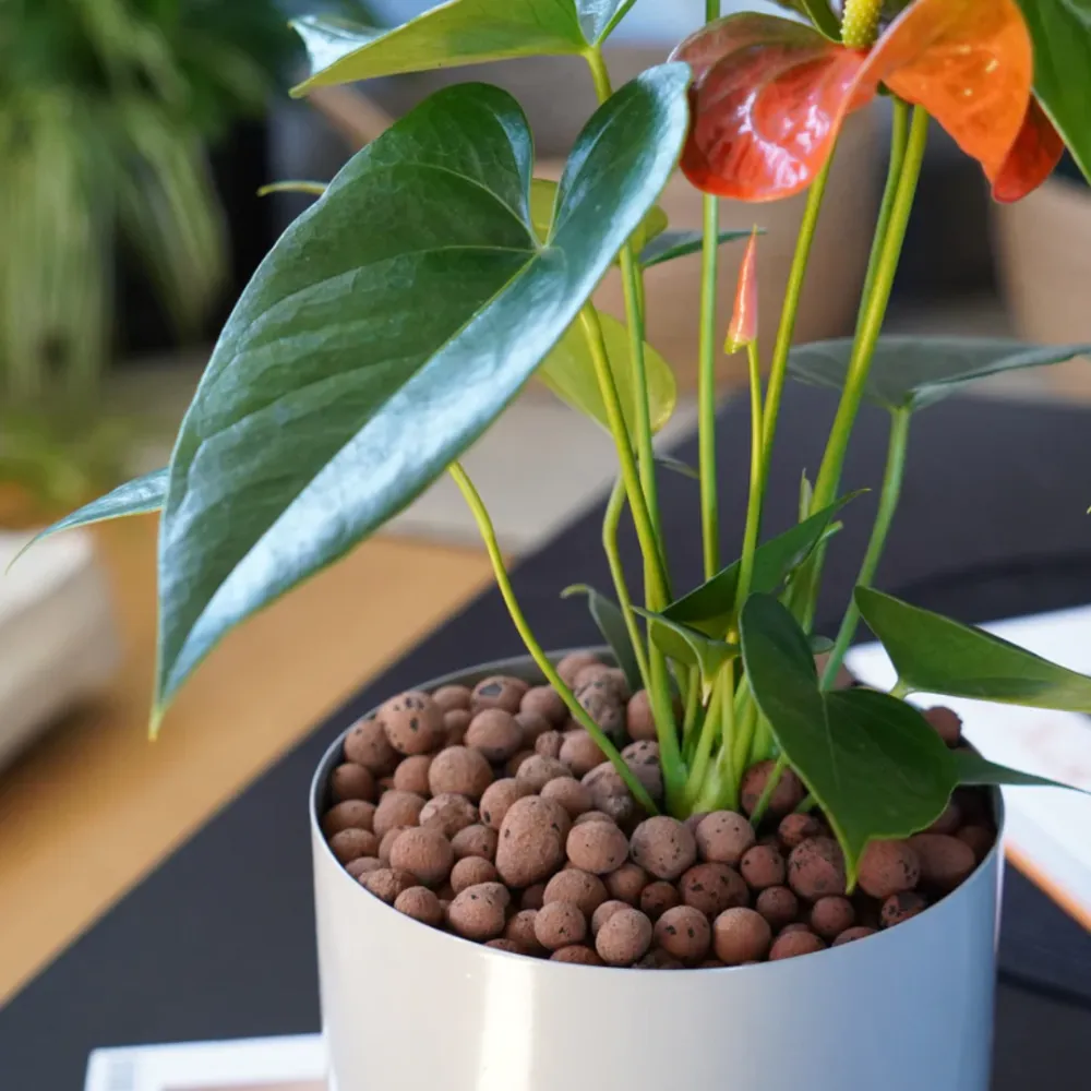 Chậu cây tự dưỡng với kim đo mực nước