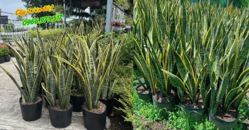 Cây Bóng Mát Nên Trồng Trước Nhà: Hướng Dẫn Chi Tiết Từ Chuyên Gia