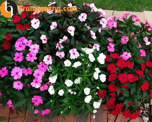 Trồng cây mai địa thảo nhiều màu sắc