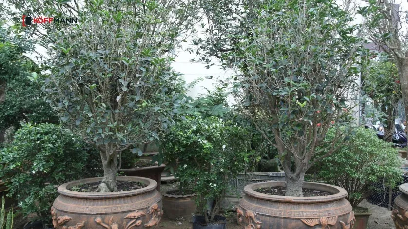 Mộc hương mang lại hương thơm dễ chịu và sự thanh cao