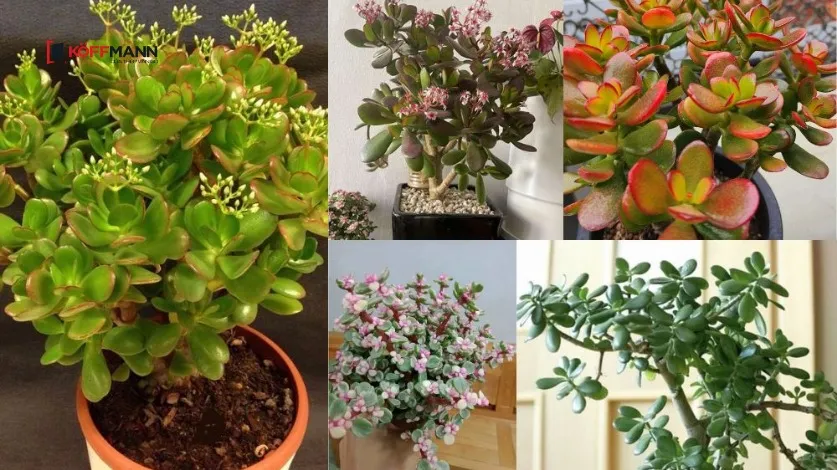 Cây ngọc bích biểu tượng cho tiền tài và sự giàu có