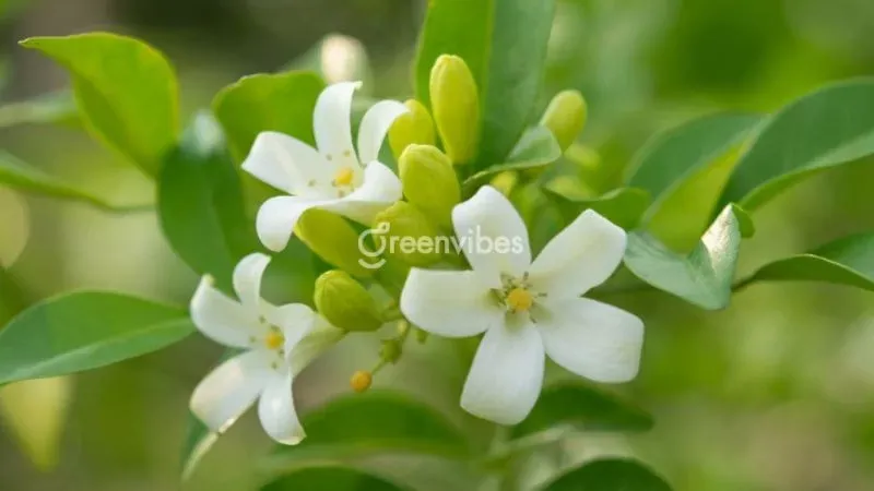 Cần lưu ý vị trí đặt cây để đảm bảo yếu tố minh đường trong phong thủy