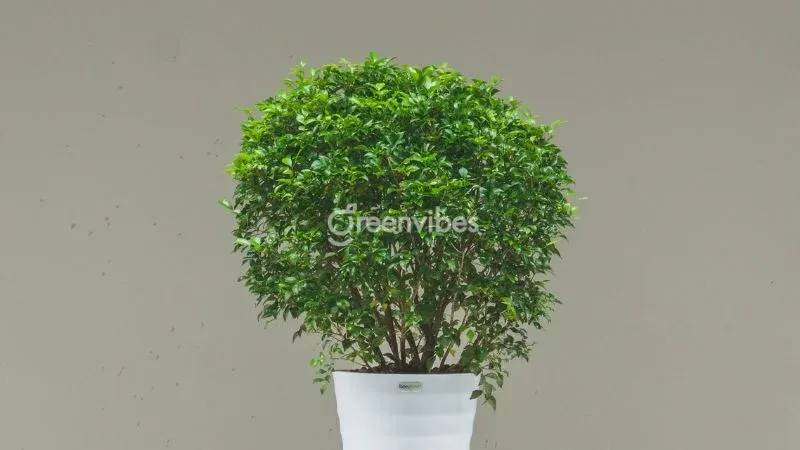 Đặc điểm sinh học của cây nguyệt quế hỗ trợ gia chủ nhận biết loại cây chuẩn