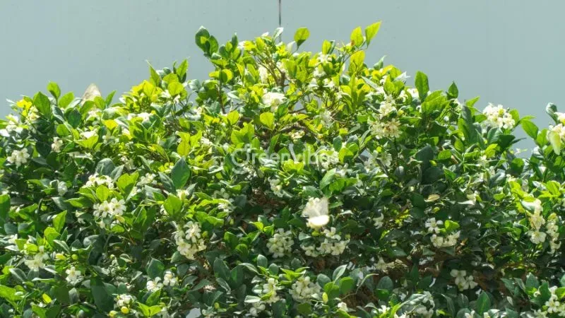 Cây nguyệt quế mang lại vẻ đẹp thanh tao và hương thơm dễ chịu cho không gian sống