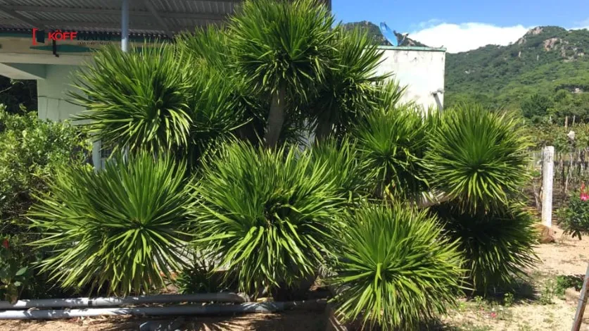 Cây phát tài núi giúp thu hút vận may và tài lộc dồi dào