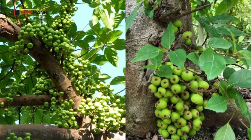 Trồng cây sung mang lại sự sung túc và viên mãn cho gia đình