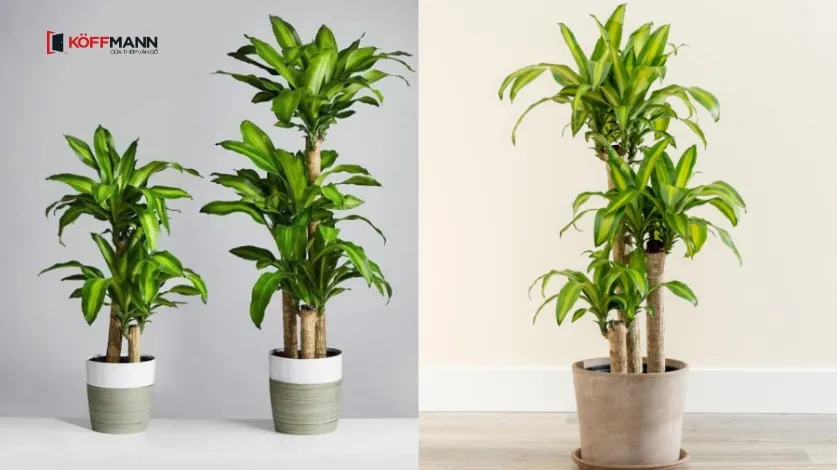 Thiết mộc lan là biểu tượng của sự thăng tiến và thành công