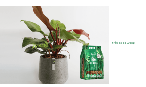 Trồng cây trầu bà hợp mệnh gì. Cách chăm sóc trầu bà tại nhà luôn tươi tốt