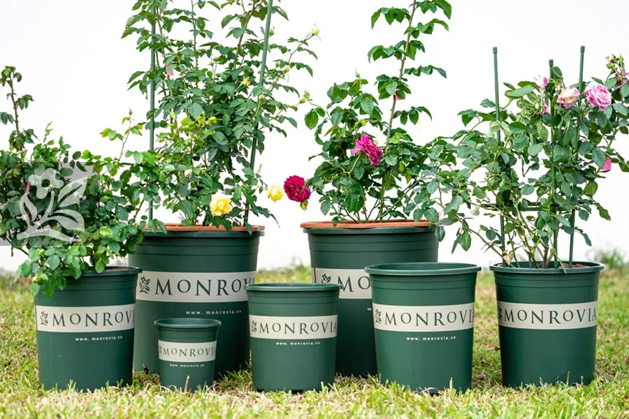 Lưu ý về kích thước chậu và loại đất trồng khi thực hiện tưới nước cho cây