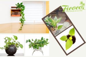 TRỒNG CÂY TRONG PHÒNG TẮM - TẠI SAO KHÔNG?