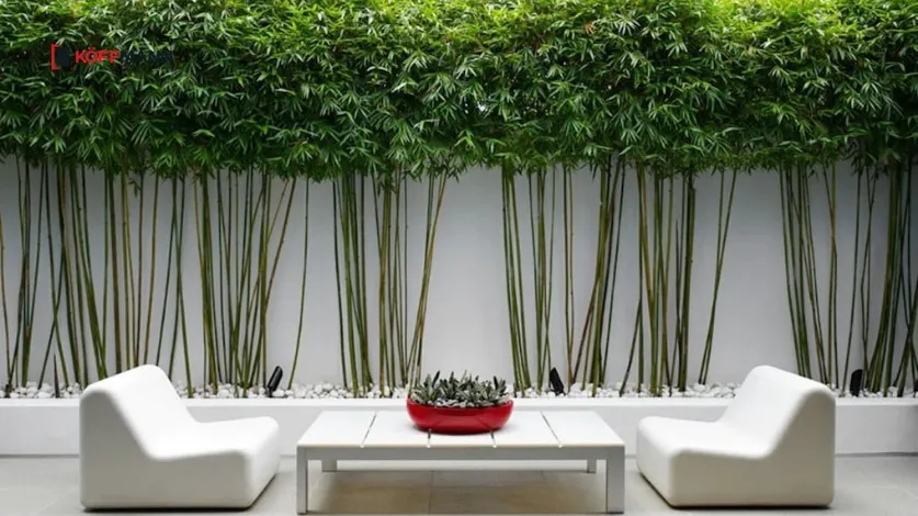 Trồng trúc quân tử mang lại vẻ đẹp thanh nhã và tinh tế