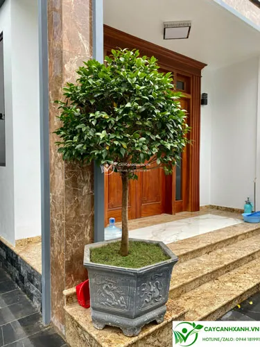 Chậu cây trà đặt trước cửa nhà thu hút tài lộc, may mắn