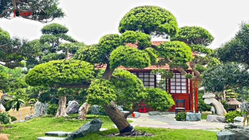 Tùng la hán mang vẻ đẹp sang trọng và đẳng cấp cho biệt thự