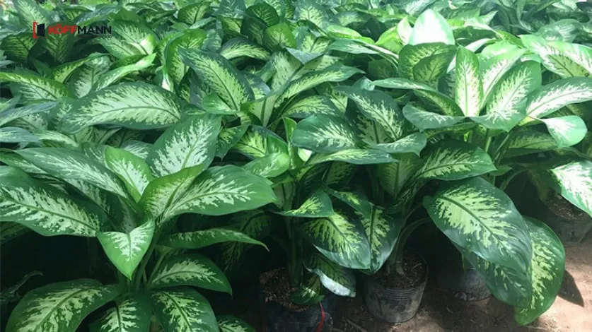 Vạn niên thanh giúp lọc sạch không khí và mang lại bình an