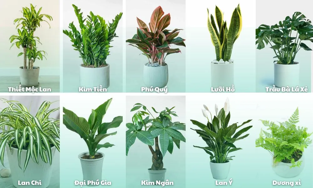 Tham khảo một số cây trồng văn phòng thẩm mỹ, dễ chăm