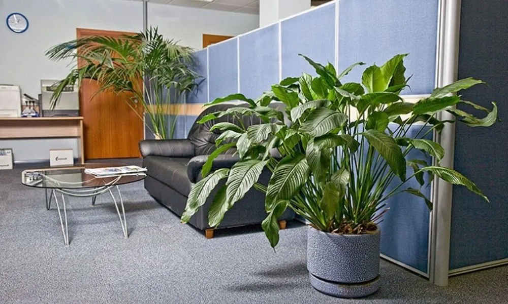 Viện lựa chọn trồng cây văn phòng rất quan trọng