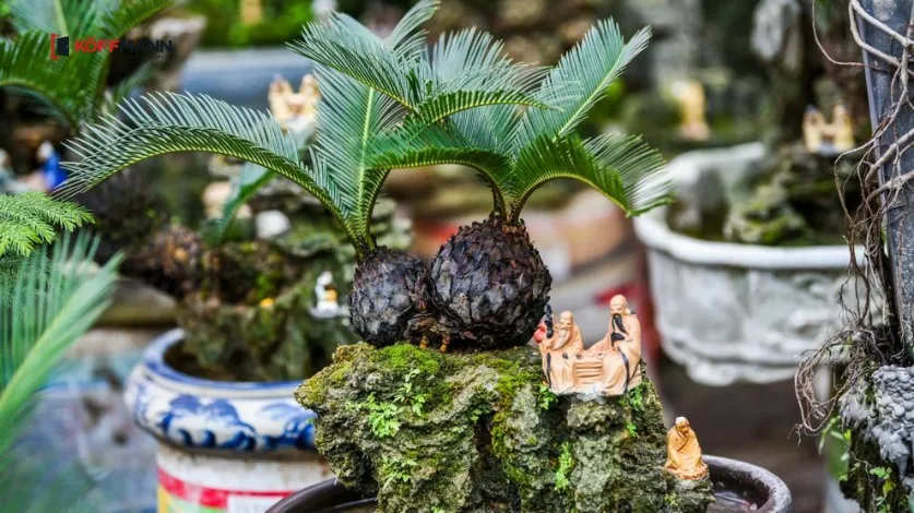 Cây vạn tuế mang ý nghĩa trường thọ và sự vững chãi