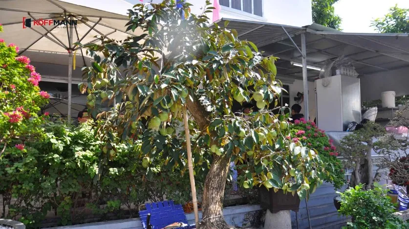 Cây vú sữa mang lại bóng mát và ý nghĩa gia đình đoàn viên