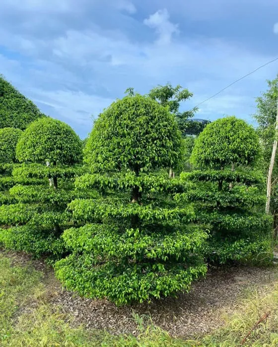 Cách trồng và chăm sóc cây sanh