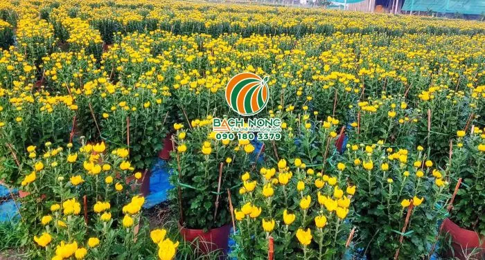 Sử dụng chậu nhựa mầm trồng hoa dịp tết