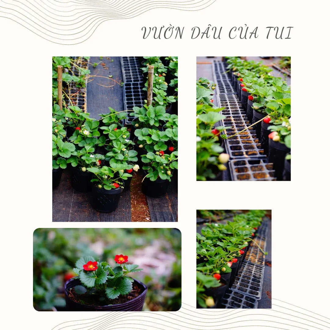 Vườn dâu tây xứ nóng ra hoa kết trái