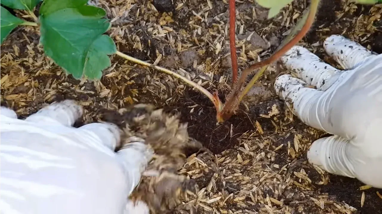 Trồng dâu tây đúng độ sâu