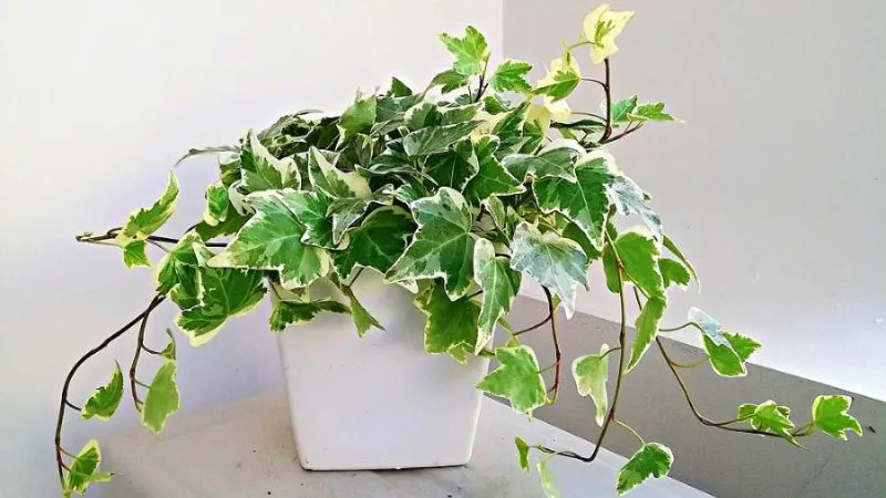 Cây thường xuân xanh tốt trong nhà