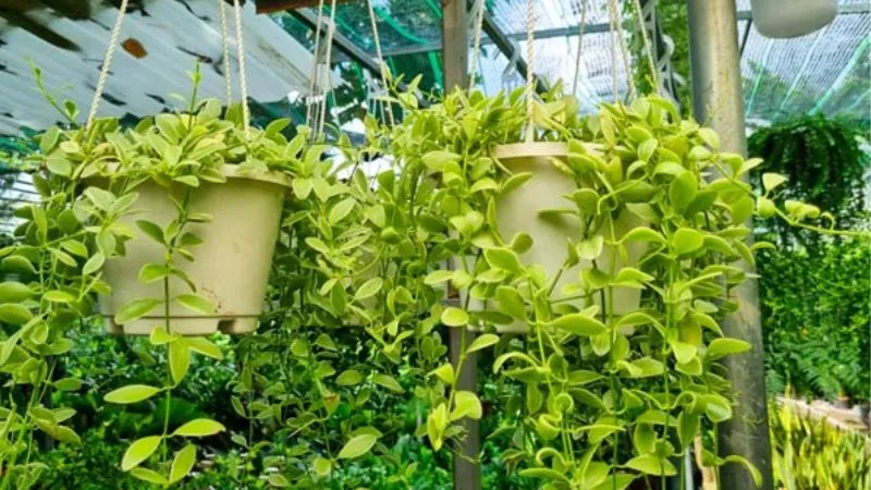 Cây lan hạt dưa với những chuỗi mọng nước