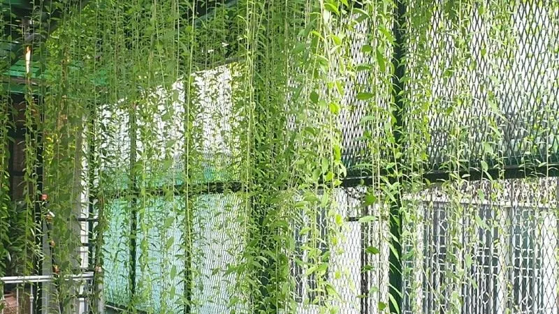 Cây cúc tần Ấn Độ rủ xuống tạo cảnh quan