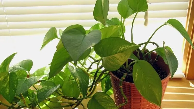 Cây trầu bà leo xanh tươi tốt