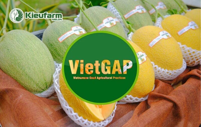 Hướng Dẫn Chi Tiết Kỹ Thuật Trồng Cây Dưa Lưới Tại Nhà Từ A-Z