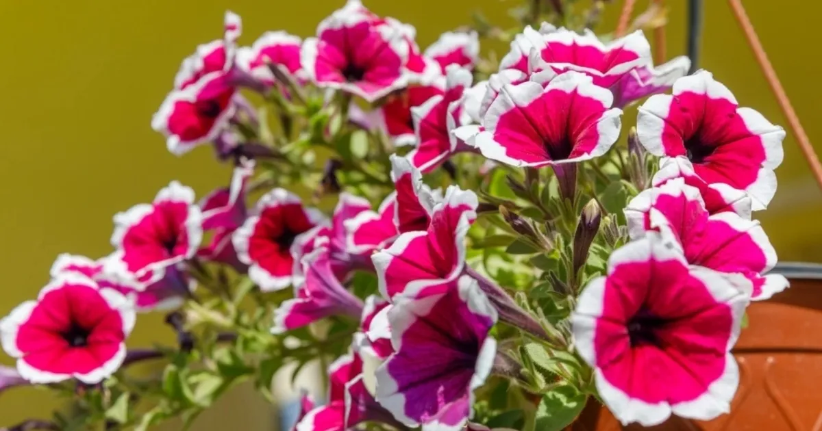 Thời điểm trồng lý tưởng là trước Tết 2 đến 3 tháng