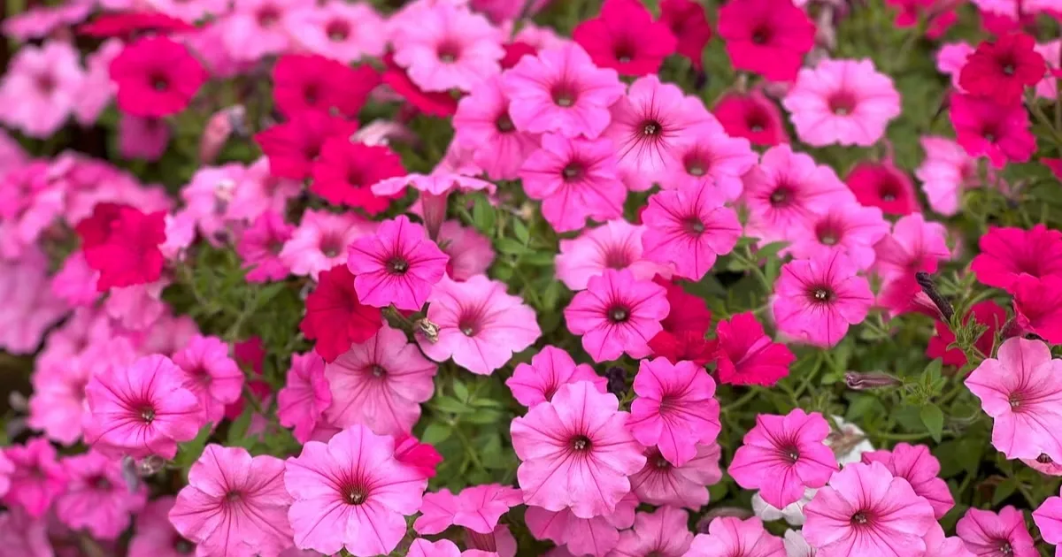 Cách trồng hoa dạ yến thảo chơi Tết đơn giản, dễ thực hiện