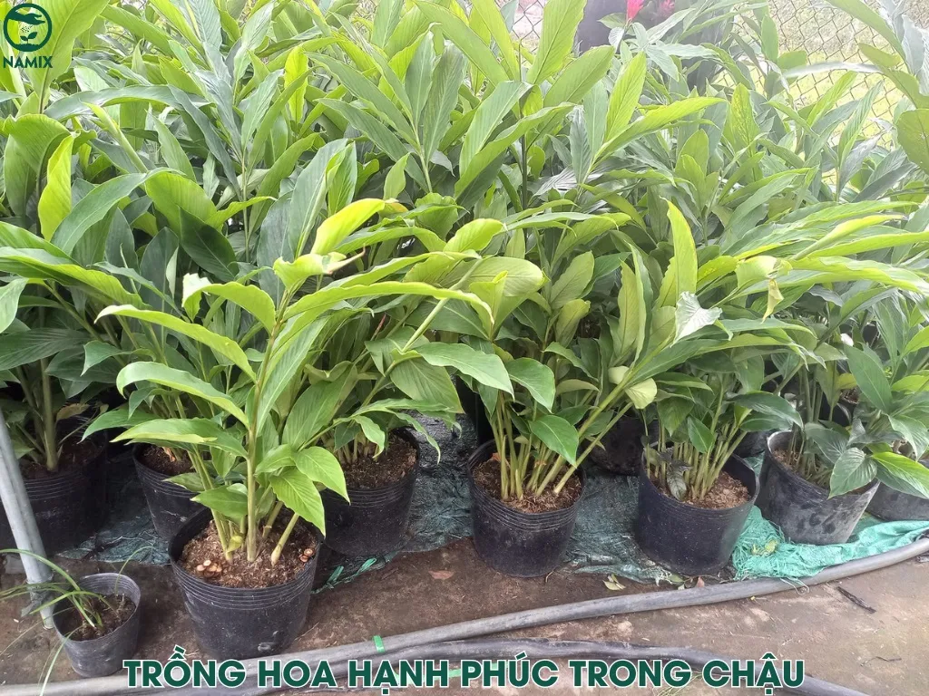 Các bước trồng cây hoa hạnh phúc vào chậu