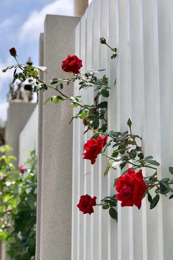 Trong Hoa Hong Leo 2