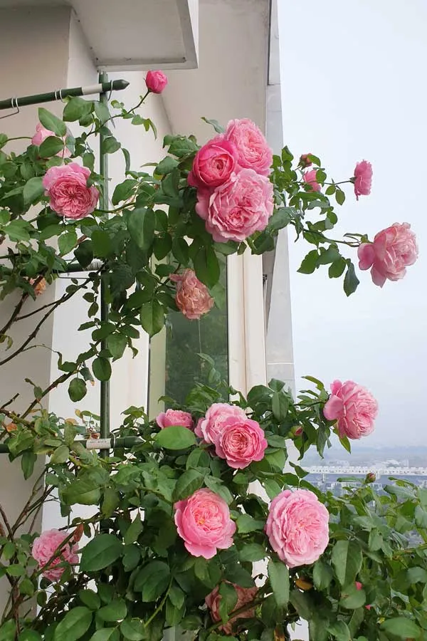 Trong Hoa Hong Leo 3