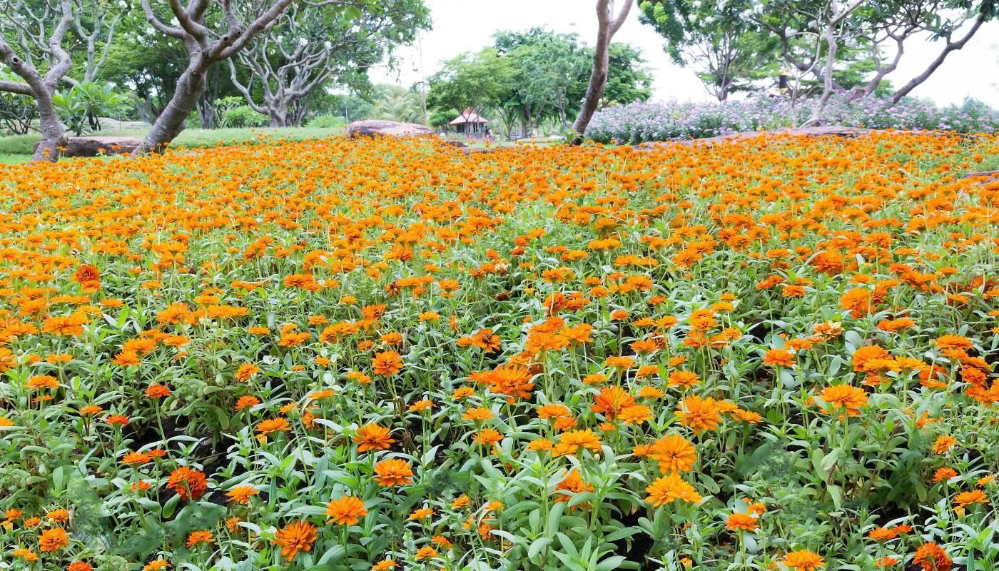 Tiến hành trồng hoa sao nhái